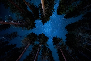 вид на стволы и кроны деревьев сосны ночью, вид на звездное небо в лесу ночью 