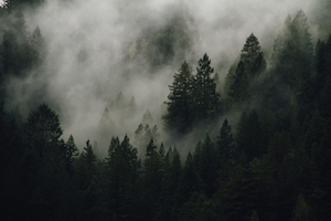 Туманные деревья, хвойный лес 