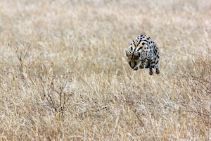 леопард охотится на добычу в поле 