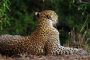 леопард лежит на траве, фото со спины 