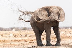 Слон охлаждается с помощью грязевой ванны