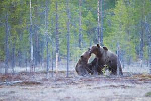 бурые медведи в лесу