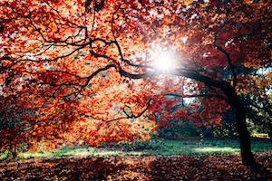 осенний лес, ярко-красное дерево 