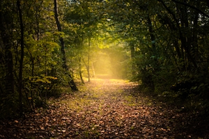 Мистическая осень, загадочная тропинка в лесу, солнечный свет 