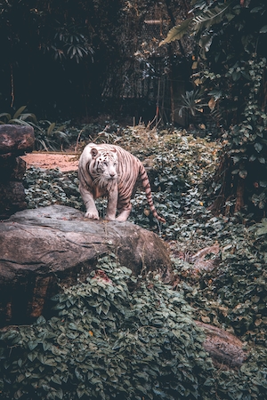 тигр на охоте 