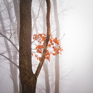 стволы деревьев осенью в тумане 