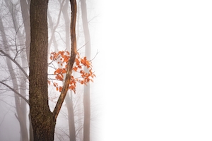 стволы деревьев в туманном осеннем лесу 