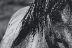 черно-белое макро-фото коня, глаз лошади 