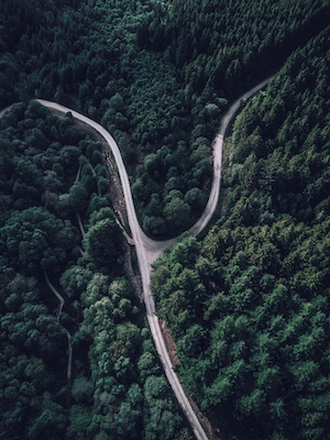 фото зеленого леса сверху, дорога сквозь лес 