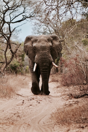 фото слона, гуляющего по тропе, в полный рост 