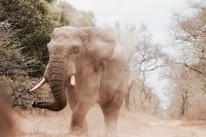 слон идет по тропинке 