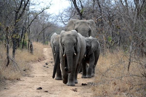 группа слонов идет по дороге в заповеднике 