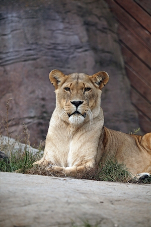 Львица смотрит в кадр, лежит на скале 