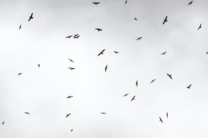 черно-белая фотография птиц в сером небе 