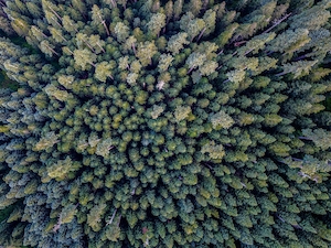 лес, вид сверху 