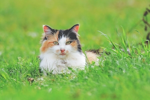 трехцветный кот лежит в траве 