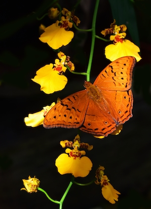 Самка бабочки-крейсера садится на орхидею танцующей леди, чтобы полакомиться нектаром