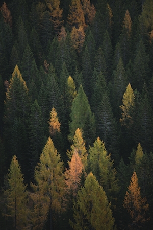 фото хвойного леса с высоты, разноцветные ели