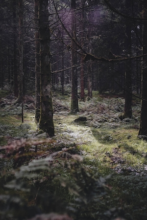туманный лес изнутри, темный зеленый лес изнутри, стволы деревьев, мох, сосны, опавшие деревья, лес в холодное время года 