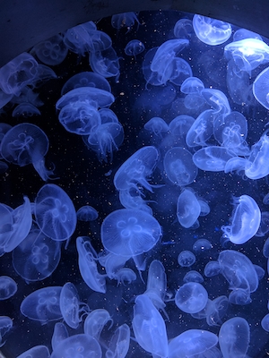 подводный мир, фиолетовые медузы 