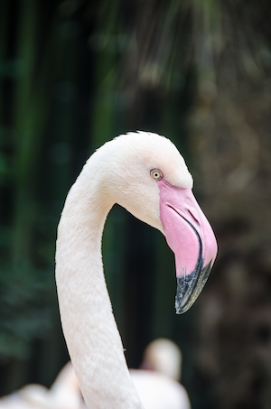 Розовый Фламинго, крупный план