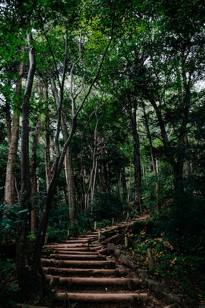 зеленый тропический лес изнутри, стволы деревьев, дорога в зеленом лесу 
