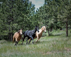Лошади на пастбище