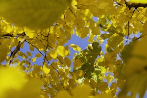 желтые осенние листья 
