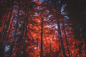 Красные леса, листва красного цвета 
