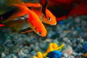 золотые рыбки в аквариуме, крупный план 