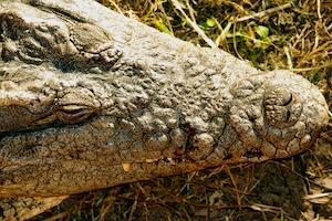 голова крокодила, вид сверху 