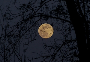 полная луна на темном небе, силуэт дерева 