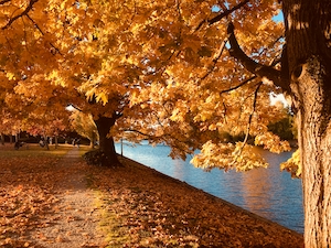 снимок желтых деревьев в осеннее время, вода 