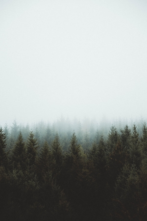 туманный еловый лес 