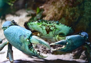Клешни у грязевого краба в аквариуме Кэрнса, краб, крупный план