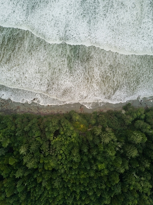 Границы моря и леса, фото сверху 