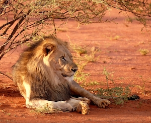 самец льва на красном песке, лев, крупный план 