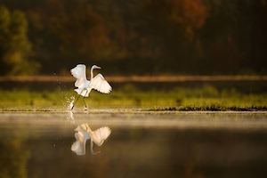 Большая белая цапля взлетает со спокойного мелководья, когда только что взошедшее солнце просвечивает сквозь ее белые крылья.