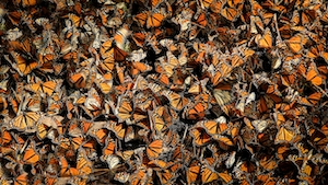  размножение бабочек-монархов