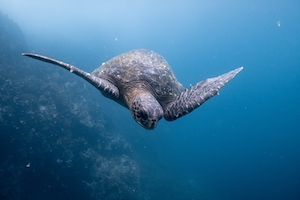 черепаха плавает под водой, черепаха в океане 