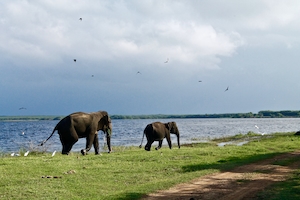 два слона у водоема 