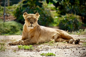 львица лежит на солнце 