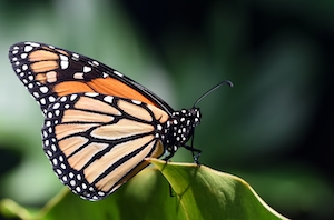 Бабочка-монарх, сфотографированная в оранжерее ботанического сада