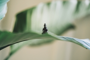 Маленькая статуэтка Будды на листе зеленого растения