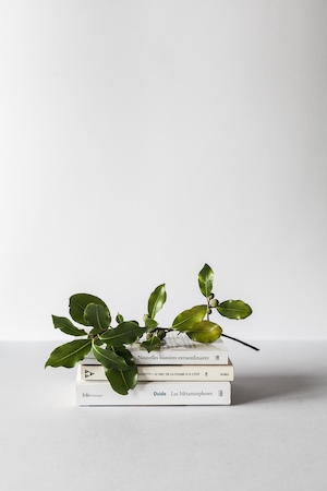 декоративное домашнее растение и стопка книг на светлом фоне 