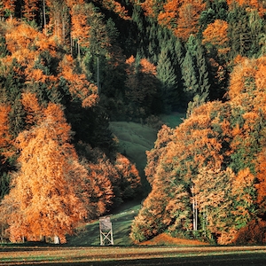 Осенняя листва в горах