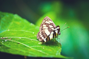 бабочка сидит на краю зеленого листа 