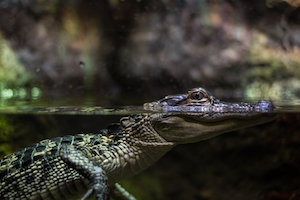 крокодил в воде 