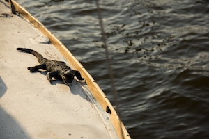 крокодил на палубе коробля 
