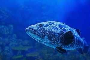 Это рыба-монстр длиной около метра или ярда, обитающая в аквариуме Кэрнса.